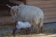 Thumbnail img_8624.jpg 