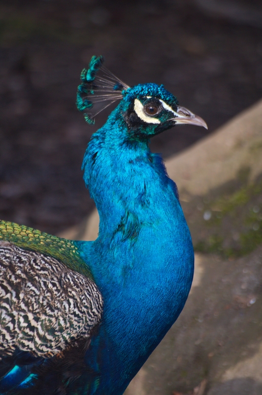 img_8499.jpg 