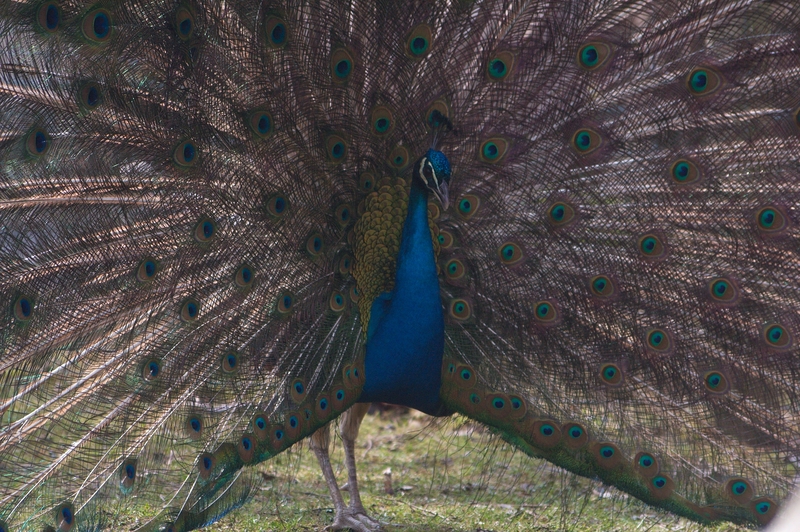 img_8515.jpg 