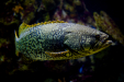 Thumbnail _mg_4703.jpg 