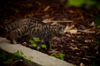 Thumbnail _mg_5131.jpg 