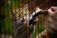 Thumbnail _mg_5156.jpg 