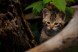 Thumbnail _mg_5196.jpg 
