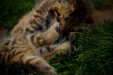 Thumbnail _mg_5449.jpg 