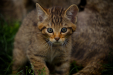 Thumbnail _mg_5495.jpg 