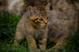 Thumbnail _mg_5499.jpg 