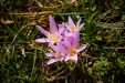 Thumbnail _mg_7086.jpg 