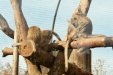 Thumbnail img_6562.jpg 