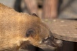 Thumbnail img_6581.jpg 