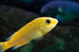 Thumbnail img_6594.jpg 