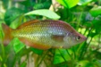 Thumbnail img_6595.jpg 