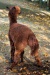 Thumbnail img_6618.jpg 