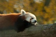 Thumbnail img_6621.jpg 