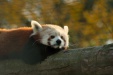 Thumbnail img_6623.jpg 