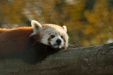 Thumbnail img_6624.jpg 