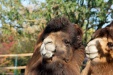 Thumbnail img_6646.jpg 
