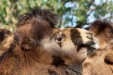 Thumbnail img_6648.jpg 