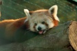 Thumbnail img_6655.jpg 