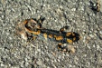 Thumbnail img_6669.jpg 