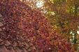 Thumbnail img_6670.jpg 