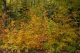 Thumbnail img_6672.jpg 