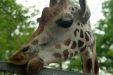 Thumbnail img_1561.jpg 