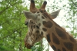 Thumbnail img_1570.jpg 