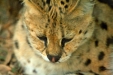 Thumbnail img_1629.jpg 