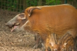 Thumbnail img_1635.jpg 