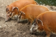 Thumbnail img_1642.jpg 