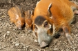 Thumbnail img_1658.jpg 