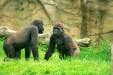 Thumbnail img_1666.jpg 