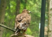 Thumbnail img_1673.jpg 