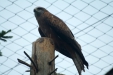 Thumbnail img_1684.jpg 