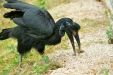 Thumbnail img_1690.jpg 