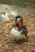 Thumbnail img_1700.jpg 