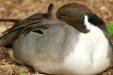 Thumbnail img_1701.jpg 