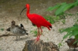 Thumbnail img_1702.jpg 