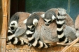 Thumbnail img_1713.jpg 