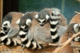 Thumbnail img_1715.jpg 