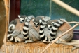 Thumbnail img_1718.jpg 