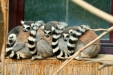 Thumbnail img_1719.jpg 