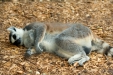 Thumbnail img_1722.jpg 