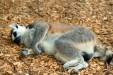 Thumbnail img_1725.jpg 