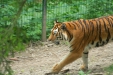 Thumbnail img_1735.jpg 