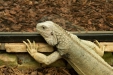 Thumbnail img_1750.jpg 