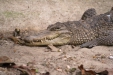 Thumbnail img_1761.jpg 