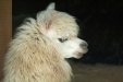 Thumbnail img_1767.jpg 