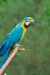 Thumbnail img_1786.jpg 