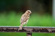 Thumbnail img_1794.jpg 